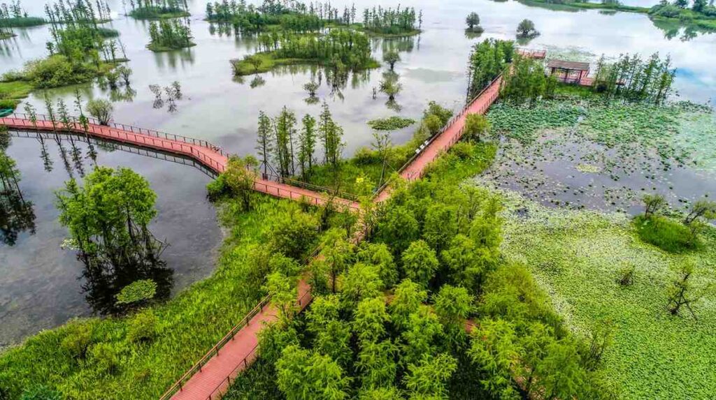 Key Steps in Wetland Restoration