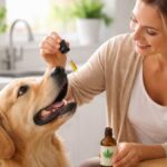When to Consider CBD Oil for Dogs in Your Pet’s Routine
