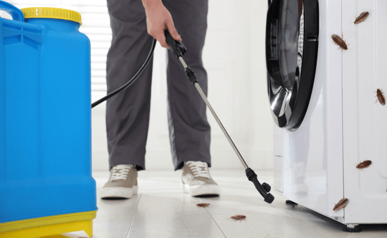 6 Proven Tips to Prevent Pest Infestations at Home