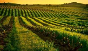 Exploring the Best Wineries in Barossa Valley