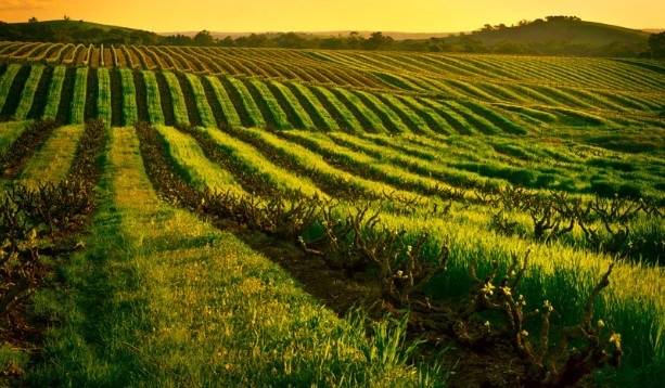 Exploring the Best Wineries in Barossa Valley