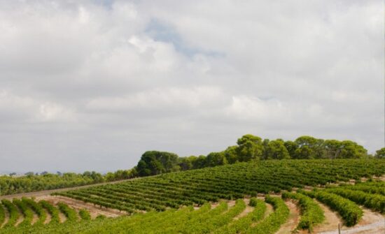 Role of Innovation in Barossa Winemaking