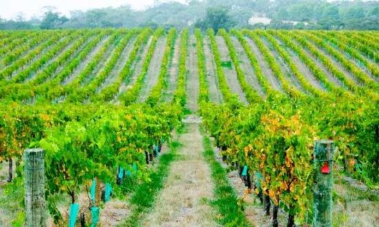 Visiting-the-Wineries-in-Barossa-Valley